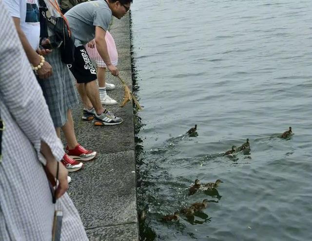 游客不顾劝阻抓死西湖鸳鸯:不敬畏生命就让他畏惧法律