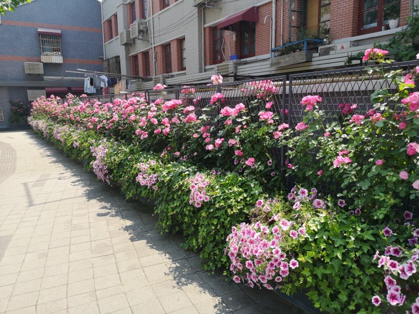 漫步虹口绿化特色街区,月季进入盛开期,一波美图