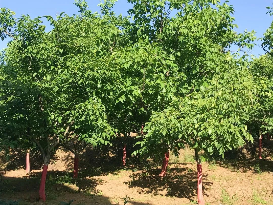 一棵核桃树我是陕西省商洛市商州区上河村的
