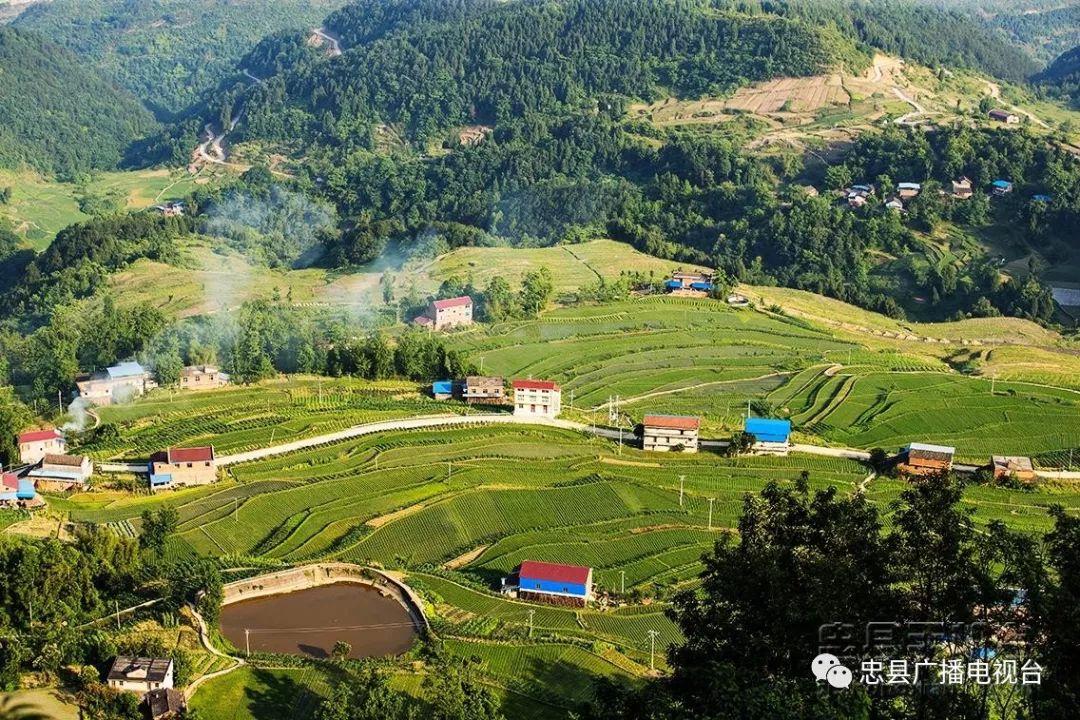 忠县涂井乡万顺村,黄金镇云丰村海拔近800米,是典型的高山区.