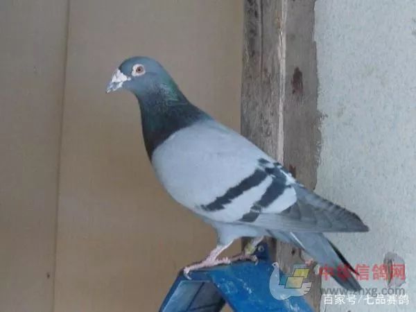 鸽子协会是什么意思 121525ecef554a4c94af9742f20cf596.jpeg