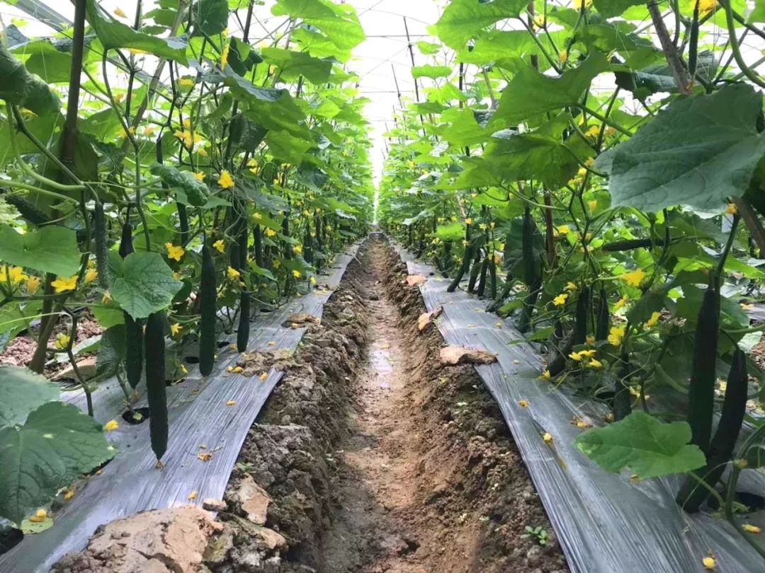 仁化县董塘镇河富村:蔬菜产业种出高效益_种植