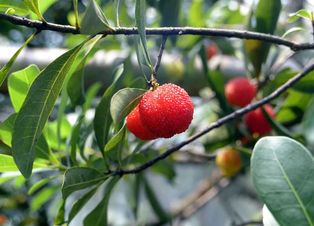 黄连杨梅猜成语_杨梅演员