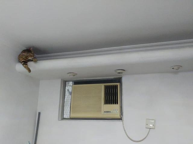 2338510a4ee9427c9182f8055910a517.jpeg