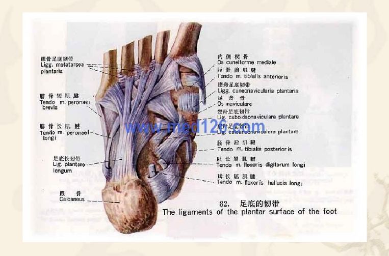 踝,足部解剖与功能