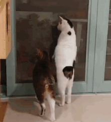 283b1709bf4d4ef88062ee148e4b1ee7.gif