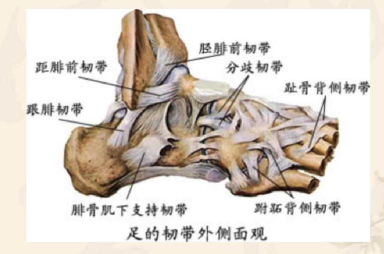 踝,足部解剖与功能