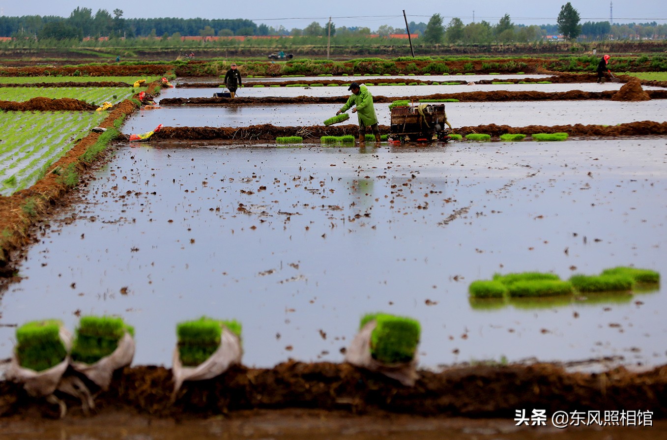 东北春耕大美,农民年纪偏大,一瓶酒当午饭