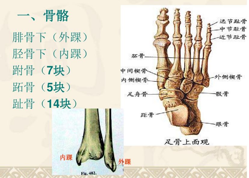 踝,足部解剖与功能