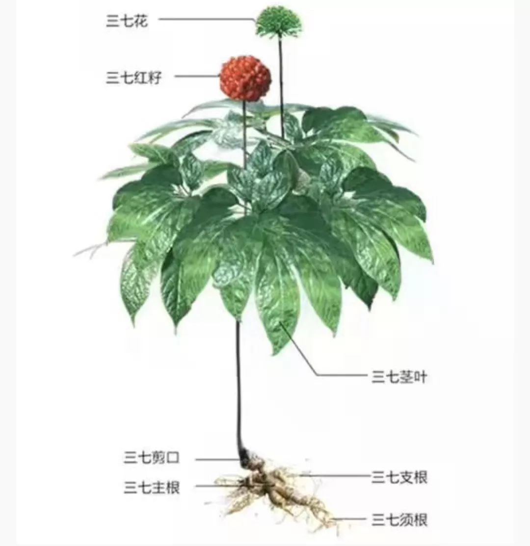 徐文俊说:"三七"与"土三七"虽然看起来只有一字之差,但其实是两种完全