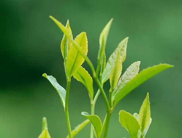 在茶叶评审中常用的术语有"清澈",表示汤色鲜明而有活力;"鲜明",表示