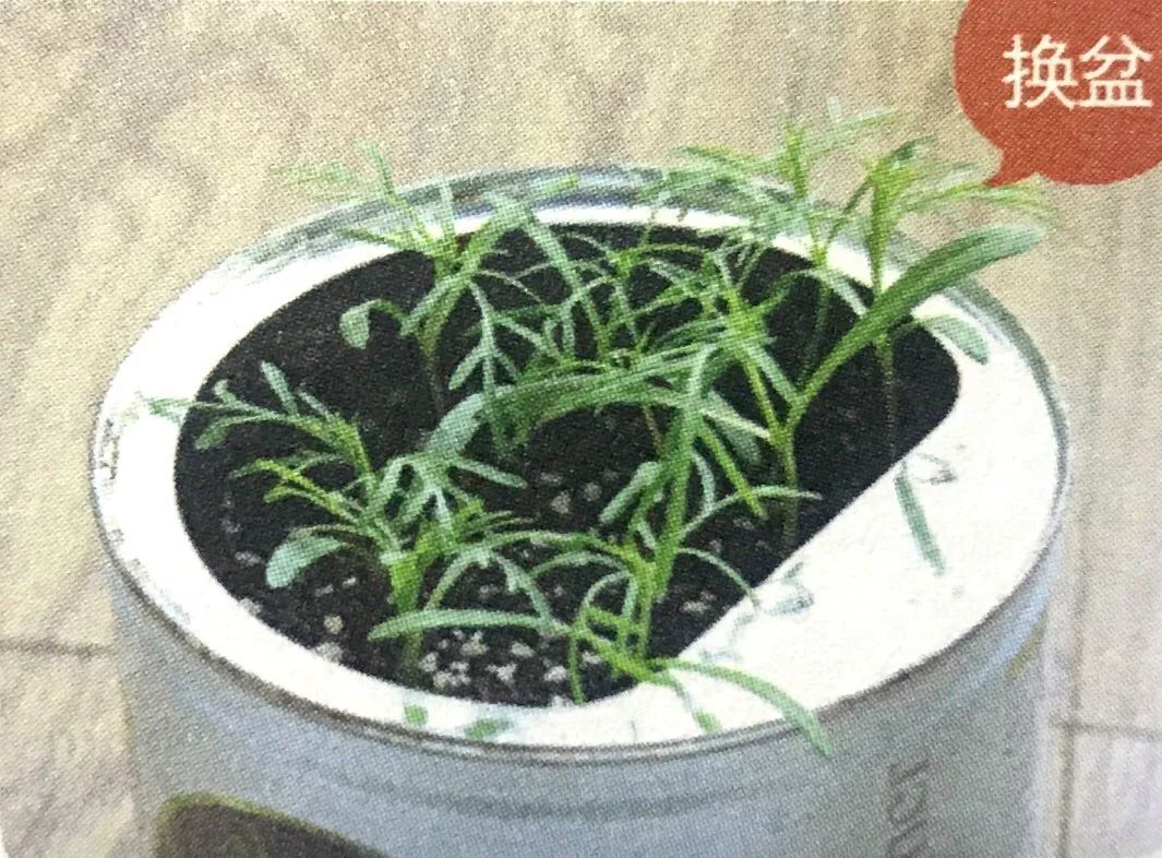 将少女般纯情的大波斯菊栽种在阳台上,花语"无瑕之爱!