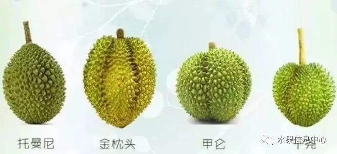 骨灰级泰国榴莲品鉴大全:泰国榴莲品种超全详解
