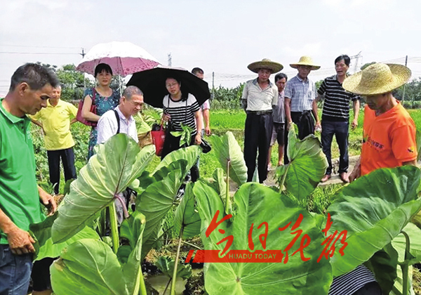 5月16日清早,炭步镇文一村村民听闻种植芋头的田间地头来了好"帮手"