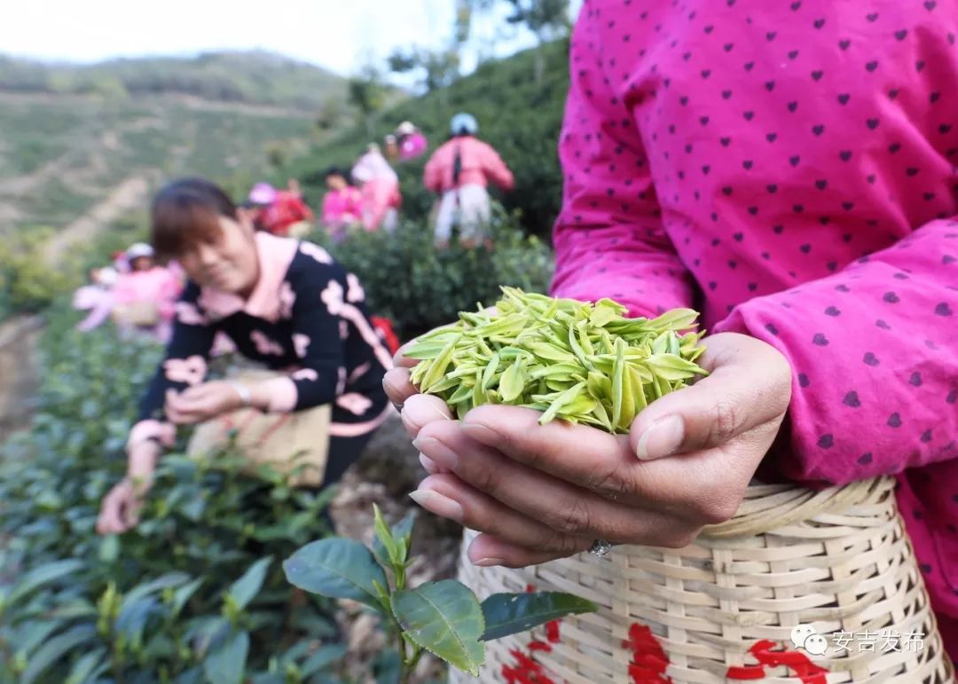 刘益民等技术员和盛振乾等老辈茶农,用老祖宗的枝条尝试繁殖.