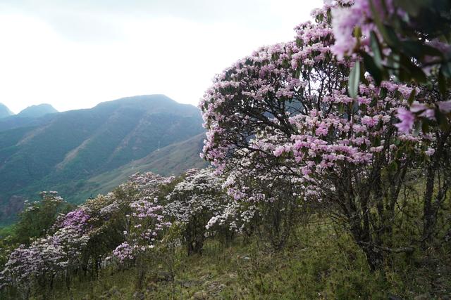 轿子雪山交织着各色杜鹃,形成片片醉人"花海",令人目