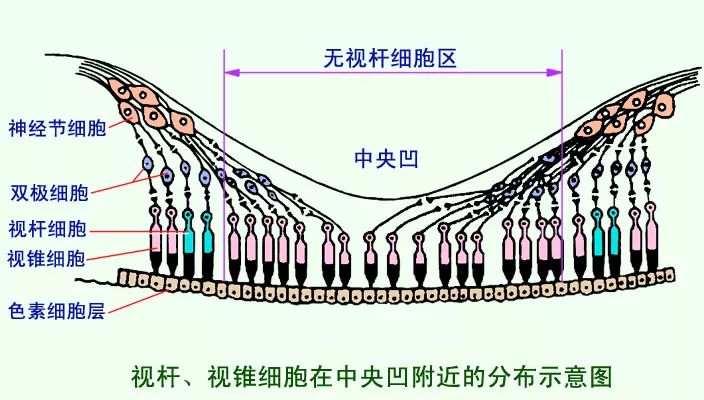 当然.不是 感光细胞分为视杆细胞和视锥细胞两