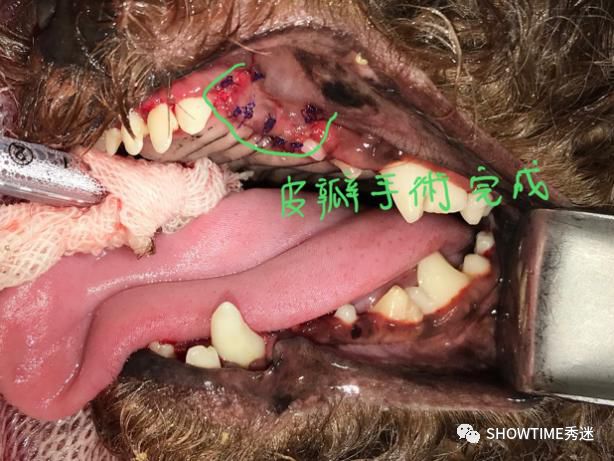 修补手术完成后鼻子"漏"水的影像:病例三:"豆腐"/约克夏犬/6个月症状