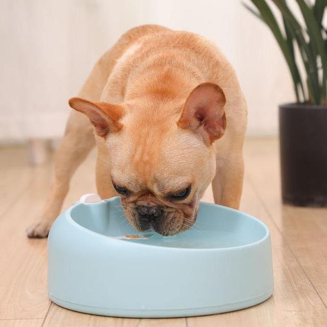 怎么才能让狗狗喝很多水 6259709927ea47c0951373ee9a32176c.jpeg