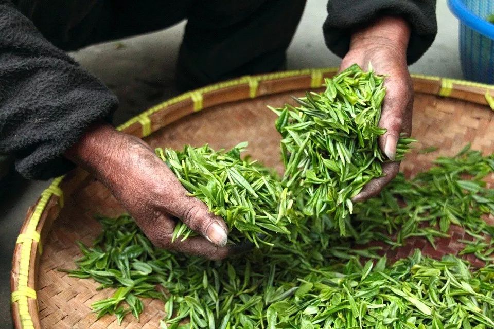                     燥热夏天大家都爱喝茶清火，但6岁以下宝宝千万别乱喝！