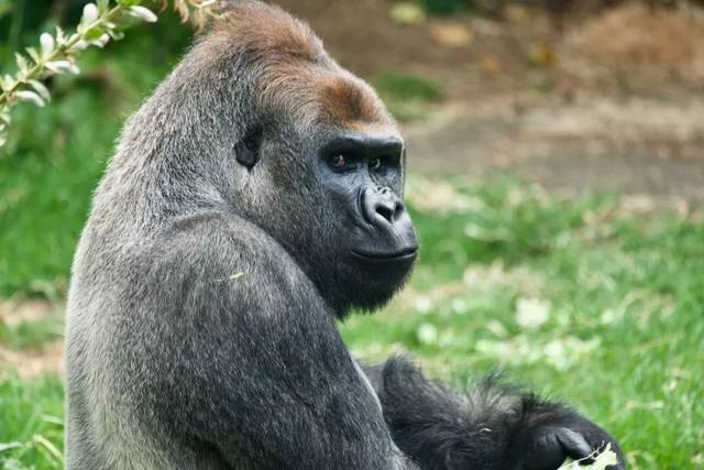 银背大猩猩 silverback gorilla