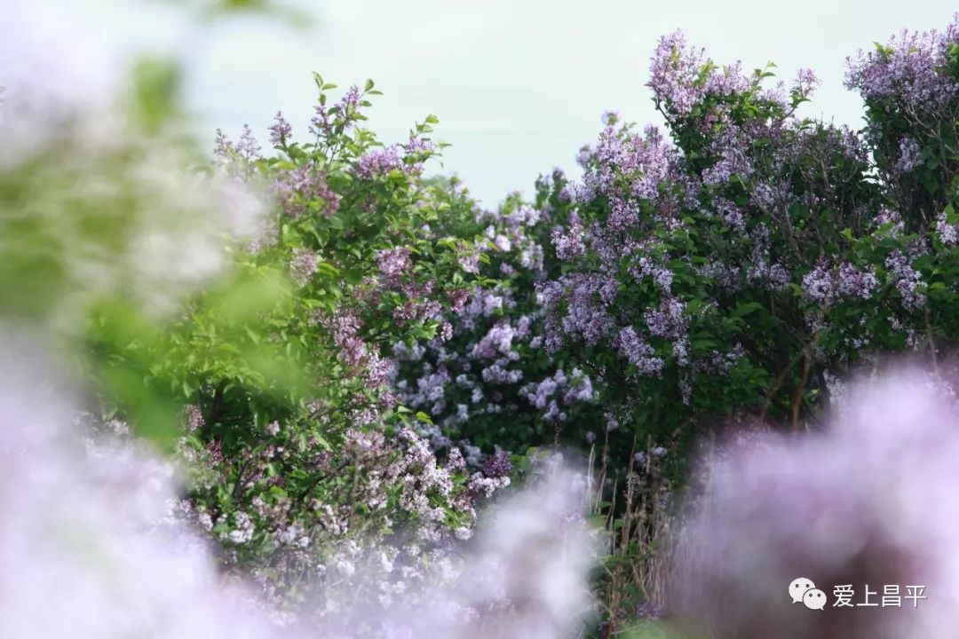 昌平之巅｜丁香花开满山坡，最美花期已至