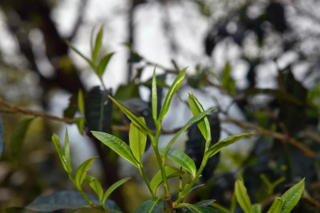 古茶树茶箐为原料加工的普洱茶 内质丰富 滋味饱满 那么该如何去体会