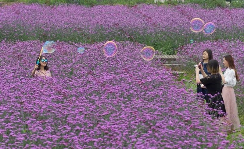 采蓝莓,住树屋,邂逅花海.周末约吗?一起去寻可爱