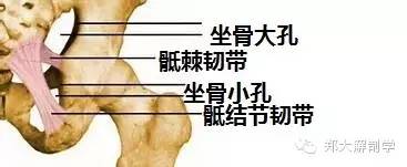 体表神经解剖：阴部神经坐骨 