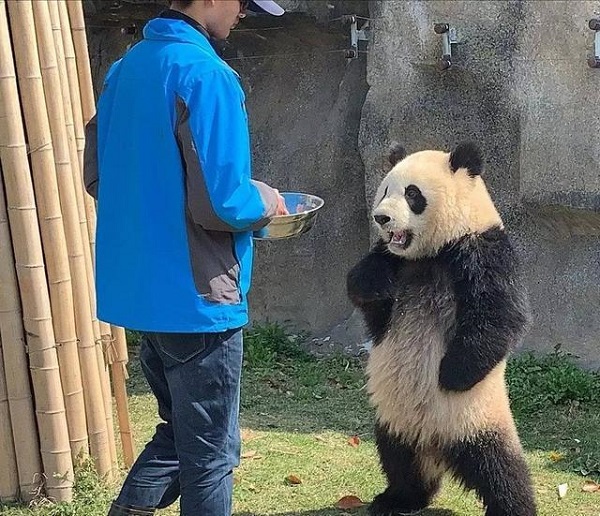 好累啊,不想上班啊葛优瘫大连森林动物园的熊猫飞云,因为动物园对面就