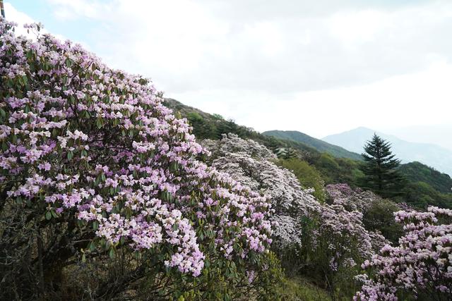 轿子雪山交织着各色杜鹃,形成片片醉人"花海",令人目