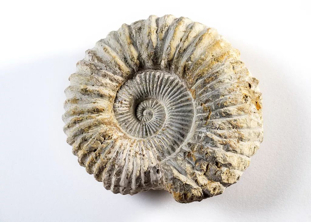 3个小学生用海鲜壳,复原5亿年前的海洋古生物!
