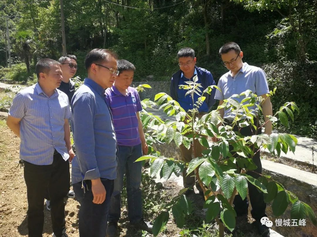 柯志强赴五峰镇调研指导精准扶贫工作