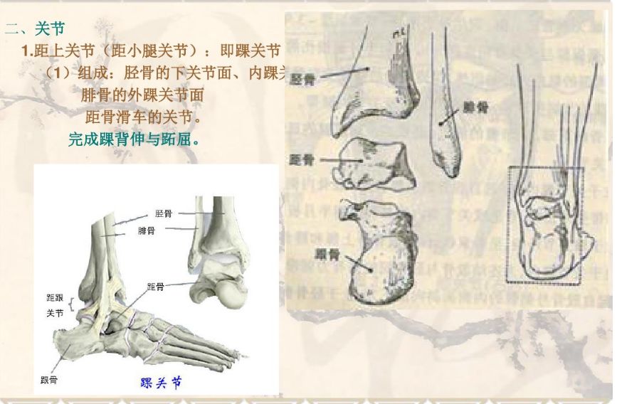 踝,足部解剖与功能