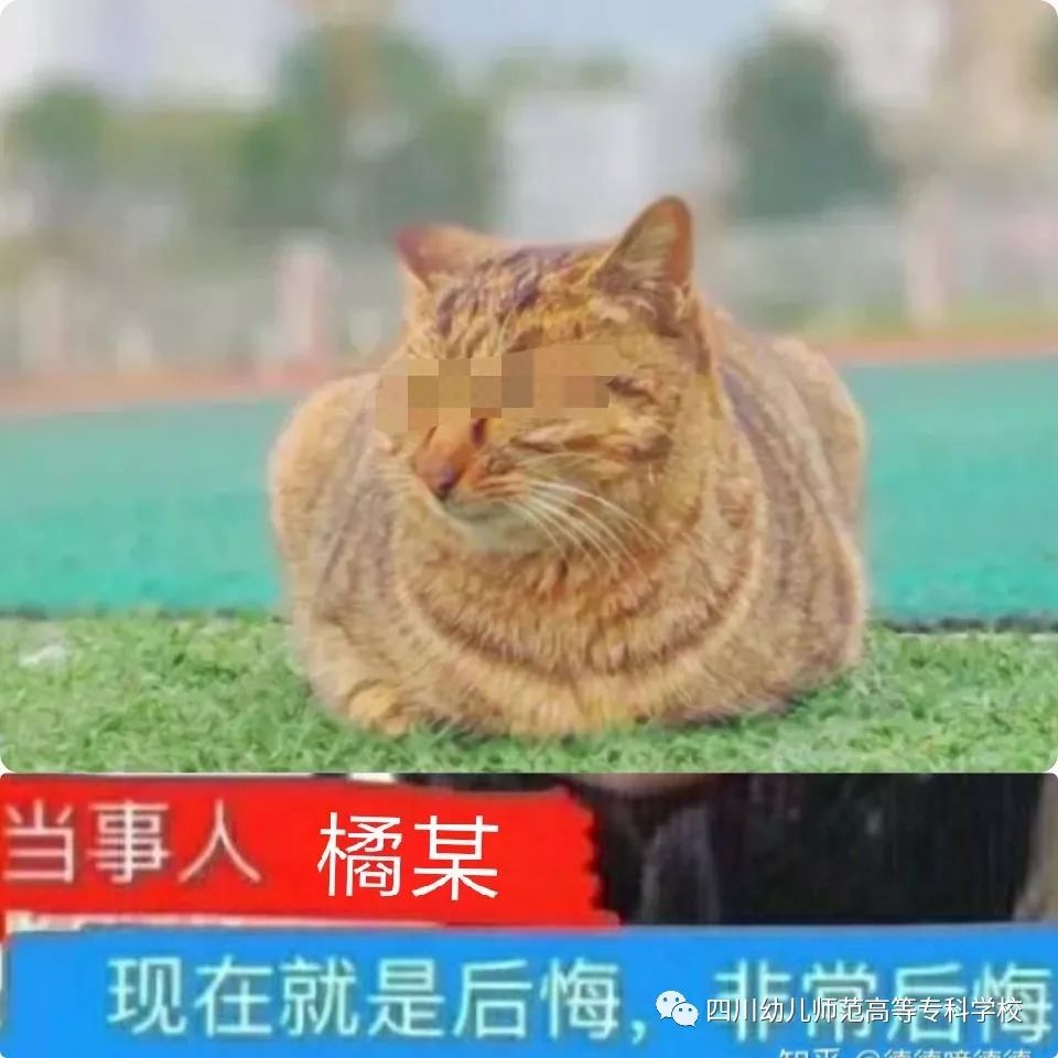 这样"自家网红猫"