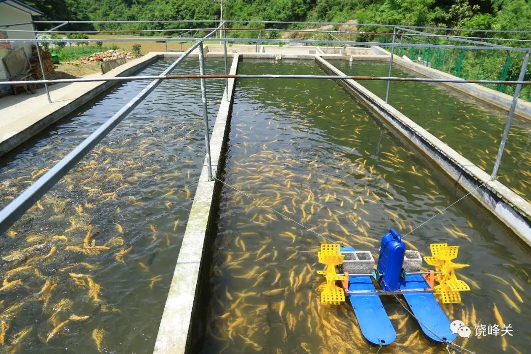 饶峰│高山泉水养鱼富了农民