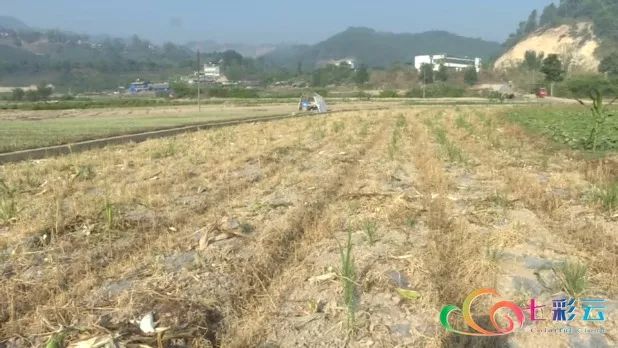 新型农业害虫“秋行军虫”入侵普洱澜沧 当地积极防治 澳门皇冠赌场网上娱乐
