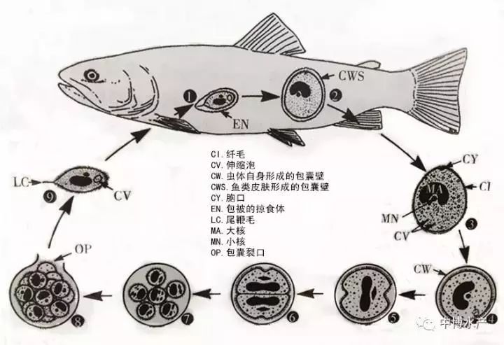 健康小瓜虫病怎么防治专家建议