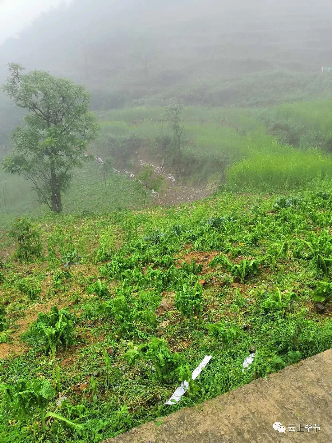 赫章城区人口_赫章韭菜坪图片(3)