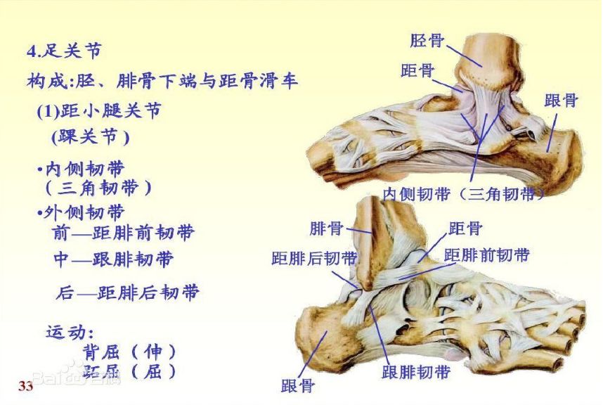 踝,足部解剖与功能