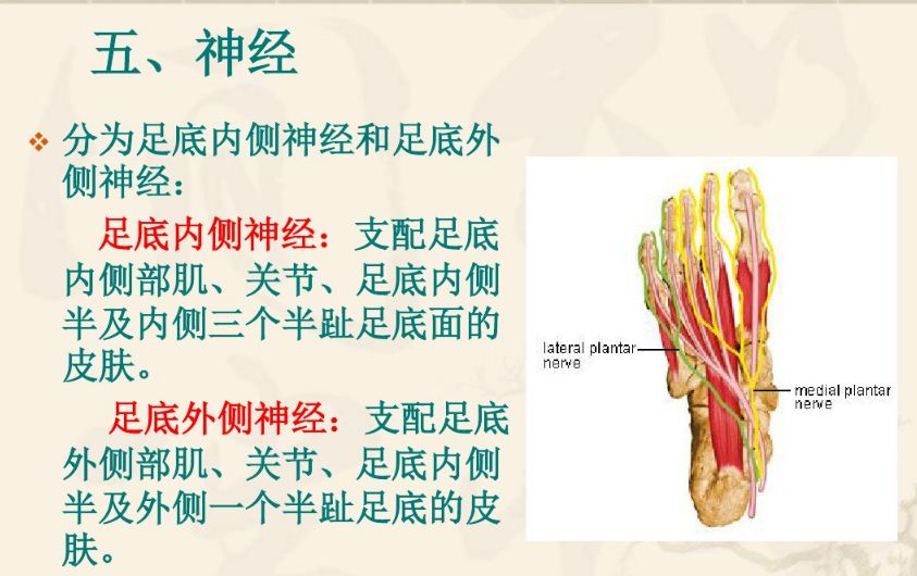 踝,足部解剖与功能