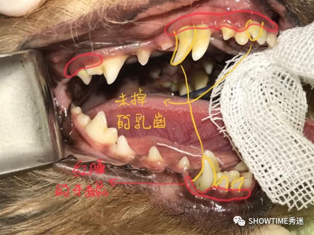 狗狗双排牙隐患:该走的不走,该留的可能也留不住……【919爱牙科普