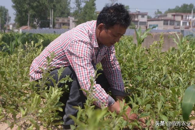 有什么方法可以快速解决杂草 cbffdff58cc249d196b47d9ed481d175.jpeg