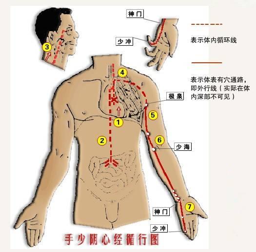 手少阴心经人体活力的大本营