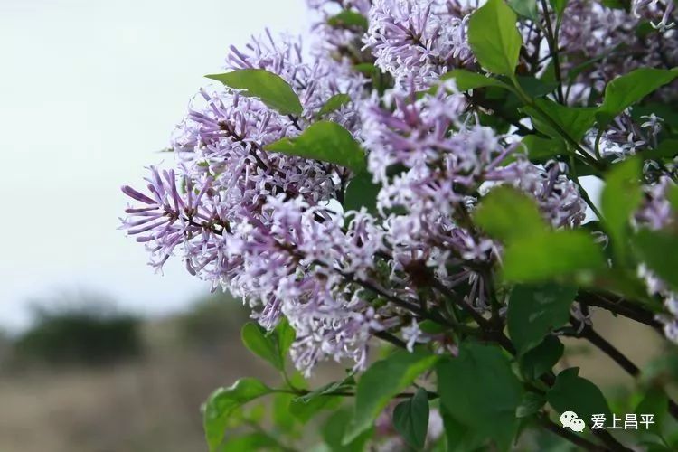 昌平之巅丁香花开满山坡最美花期已至