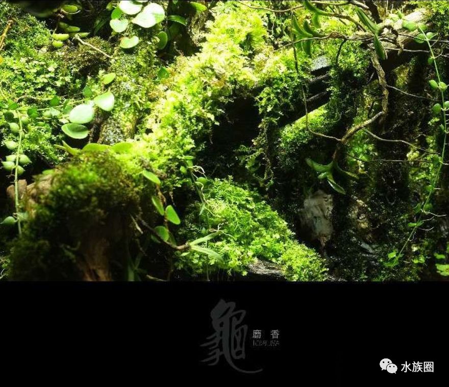 生态缸水变绿 d572b59b1acd4f3fb09c15216edbb29c.jpeg