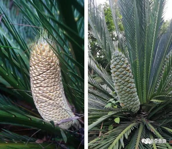 推荐"植物霸主"苏铁进入盛花期,别样胜景汇聚青秀山!