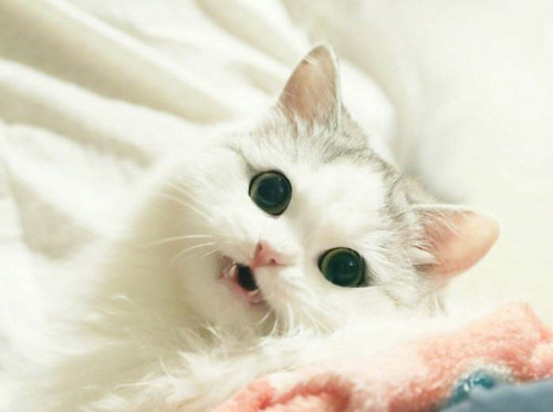 4个月大的布偶猫拉稀能吃牛肉吗