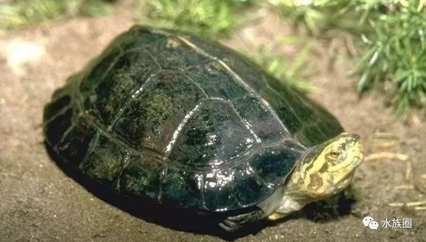 16种水龟资料介绍。