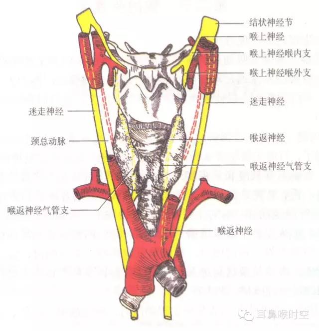 当喉运动神经(喉返神经)受到损